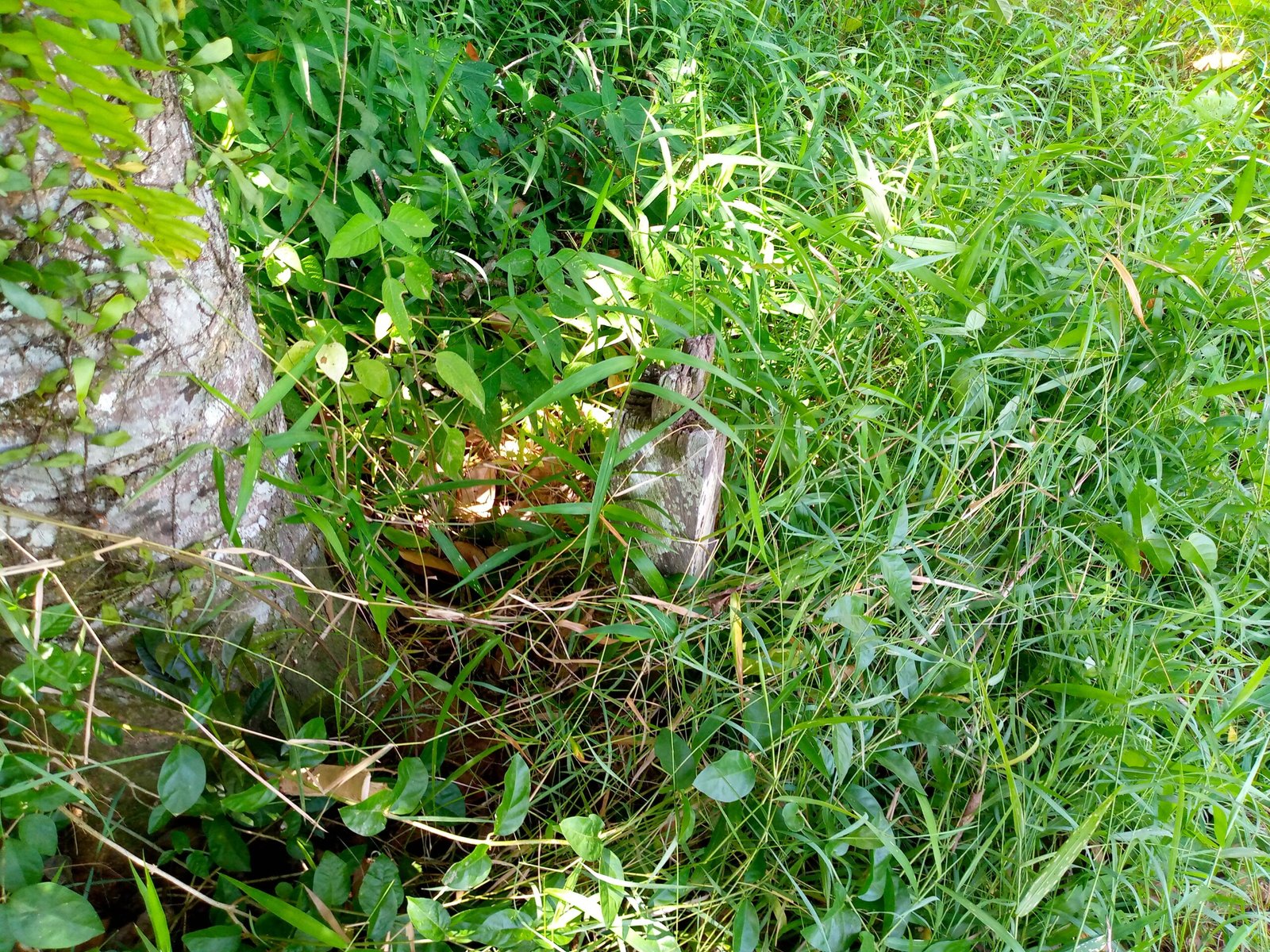 IMG_20251019_123310_587